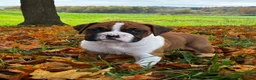 Boxer dogs for sale: Jackson - Ad 12