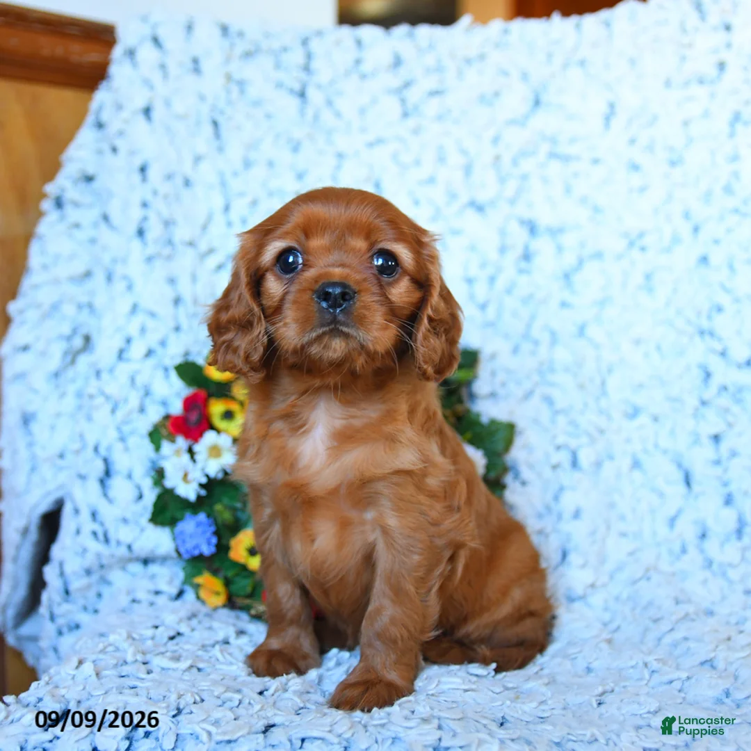 Cavalier King Charles Spaniel dogs for sale: Zara - Ad 2