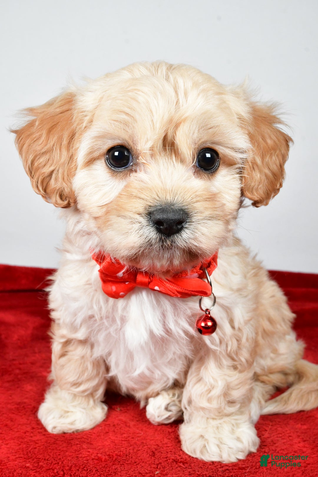 Cavachon dogs for sale: Gale - Ad 7