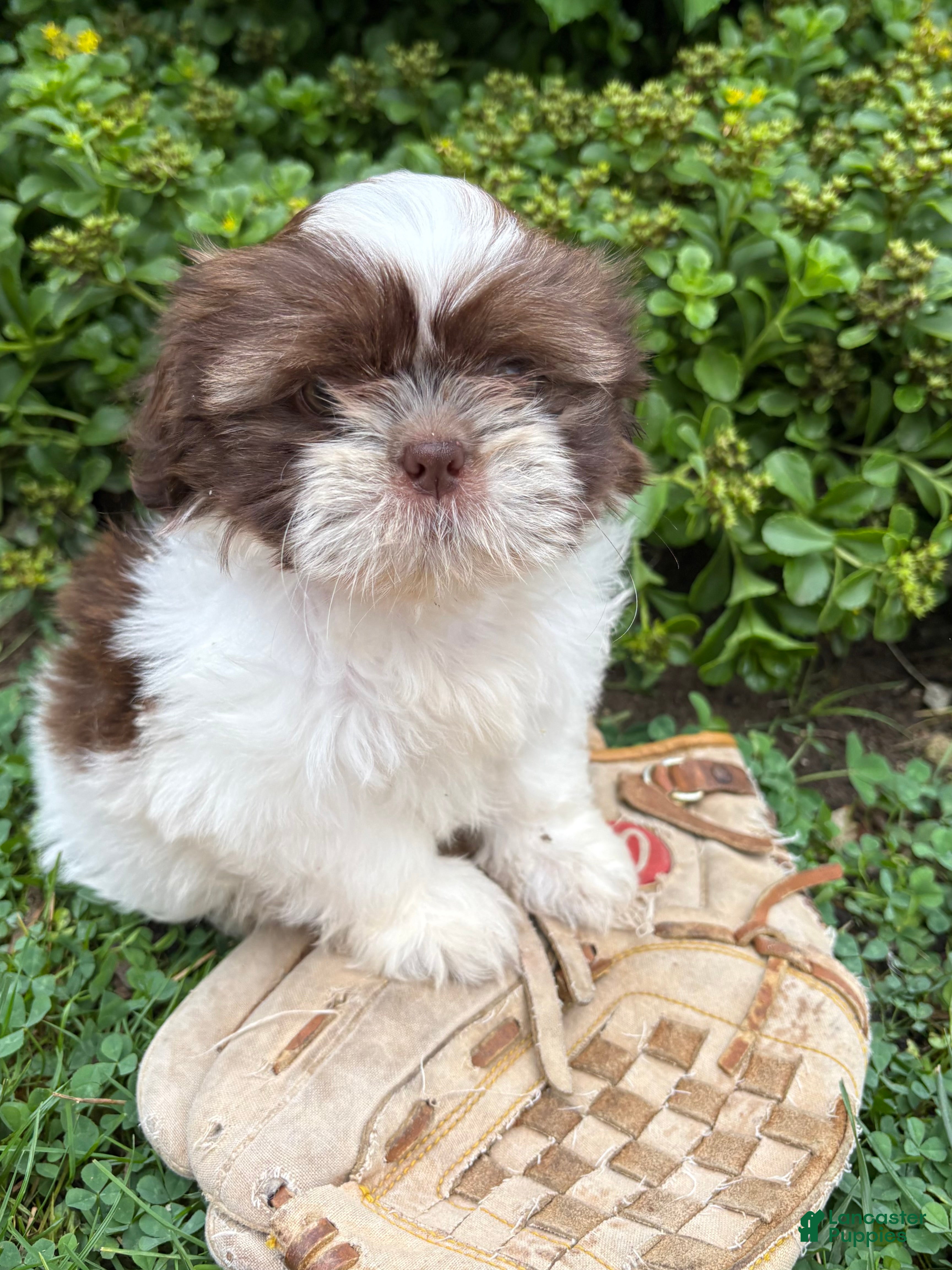 Shih Tzu dogs Belle - Ad 1