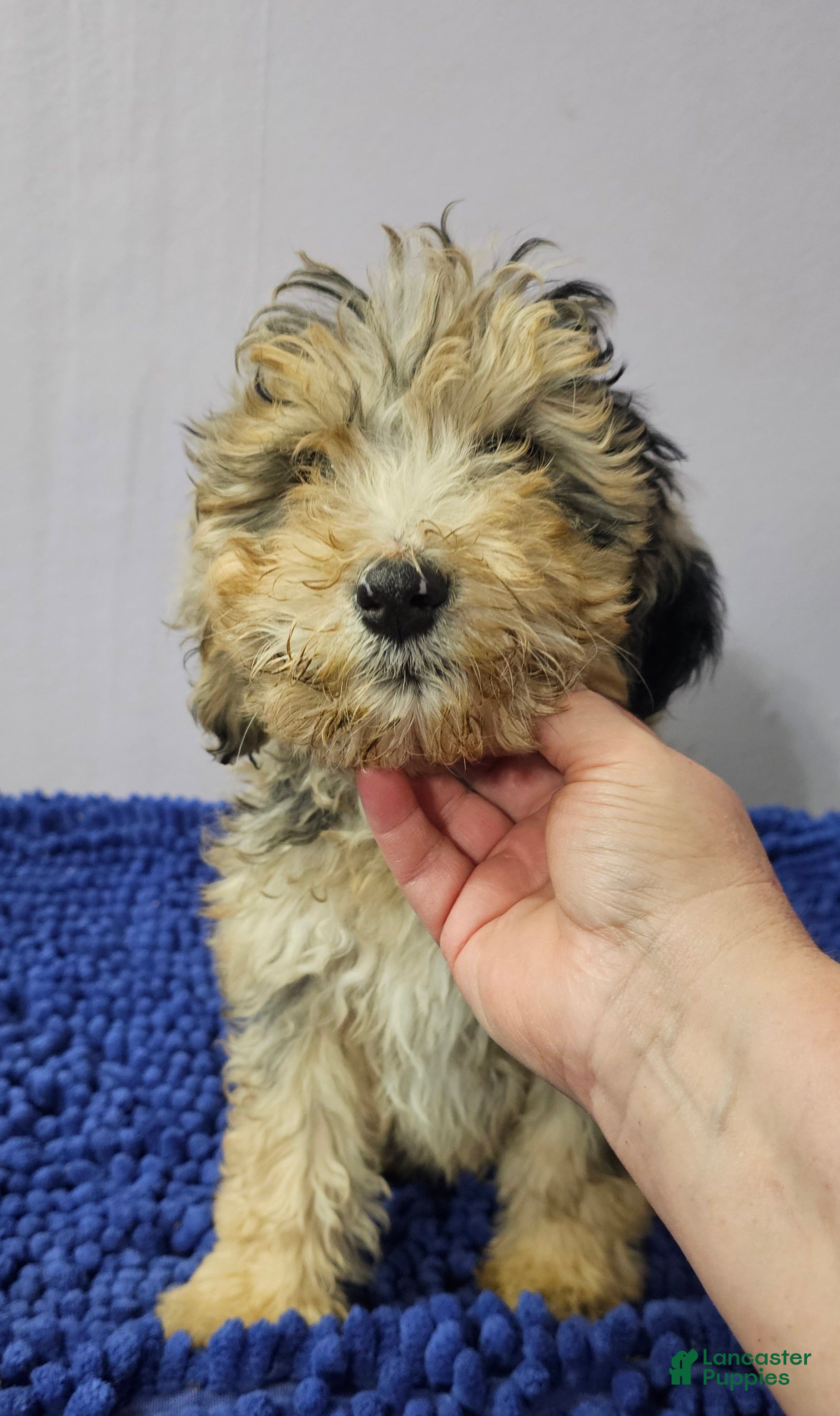 Sheepadoodle dogs Black collar boy Sheepadoodle  - Ad 20