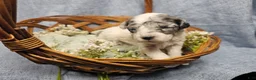 Mini Goldendoodle dogs for sale: Maple - Ad 14