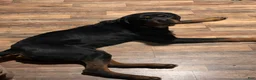 Rottweiler dogs for sale: Rex - Ad 3