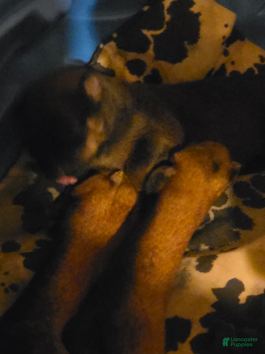 Mixed Breed dogs for sale: Mixed Breed 4 - Ad 1