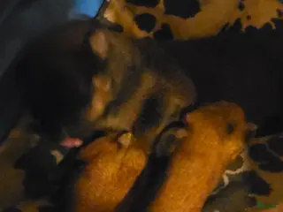 Mixed Breed dogs Mixed Breed 4 - Ad 9
