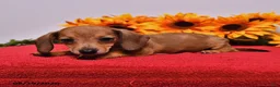 Miniature Dachshund dogs for sale: Dottie - Ad 3