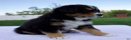 Australian Shepherd dogs for sale: Peanut - Ad 3