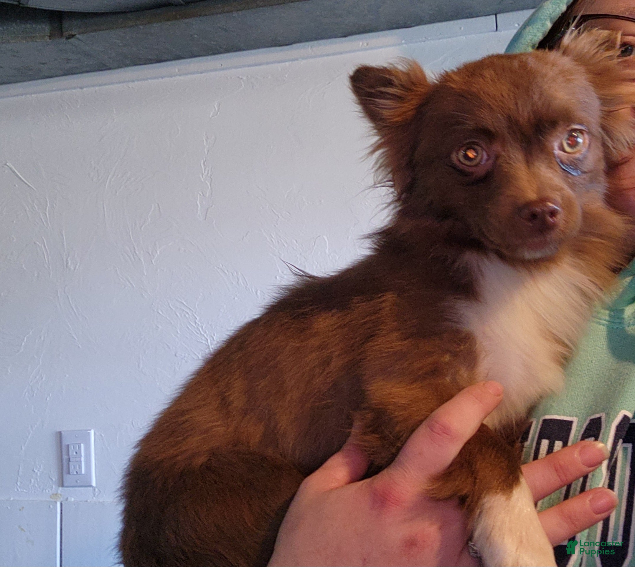 Chihuahua dogs Walkor  - Ad 41