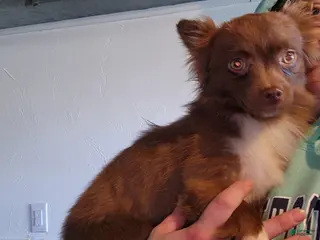 Chihuahua dogs Walkor - Ad 41