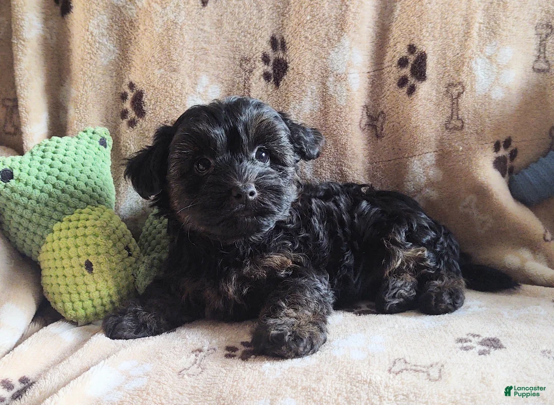 Yorkiepoo dogs for sale: Starr Bright - Ad 3