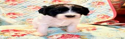 Mixed Breed dogs for sale: Rosie - Ad 1