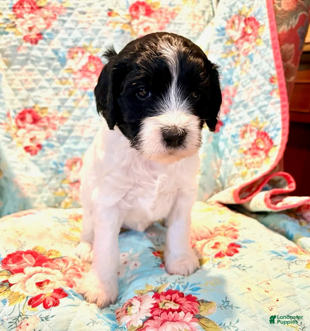 Mixed Breed dogs for sale: Rosie - Ad 1
