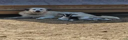 Great Pyrenees dogs for sale: James - Ad 29