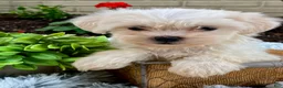 Teddy Bear dogs for sale: Cammi - Ad 1