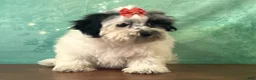 Teddy Bear dogs for sale: Patsy - Ad 3