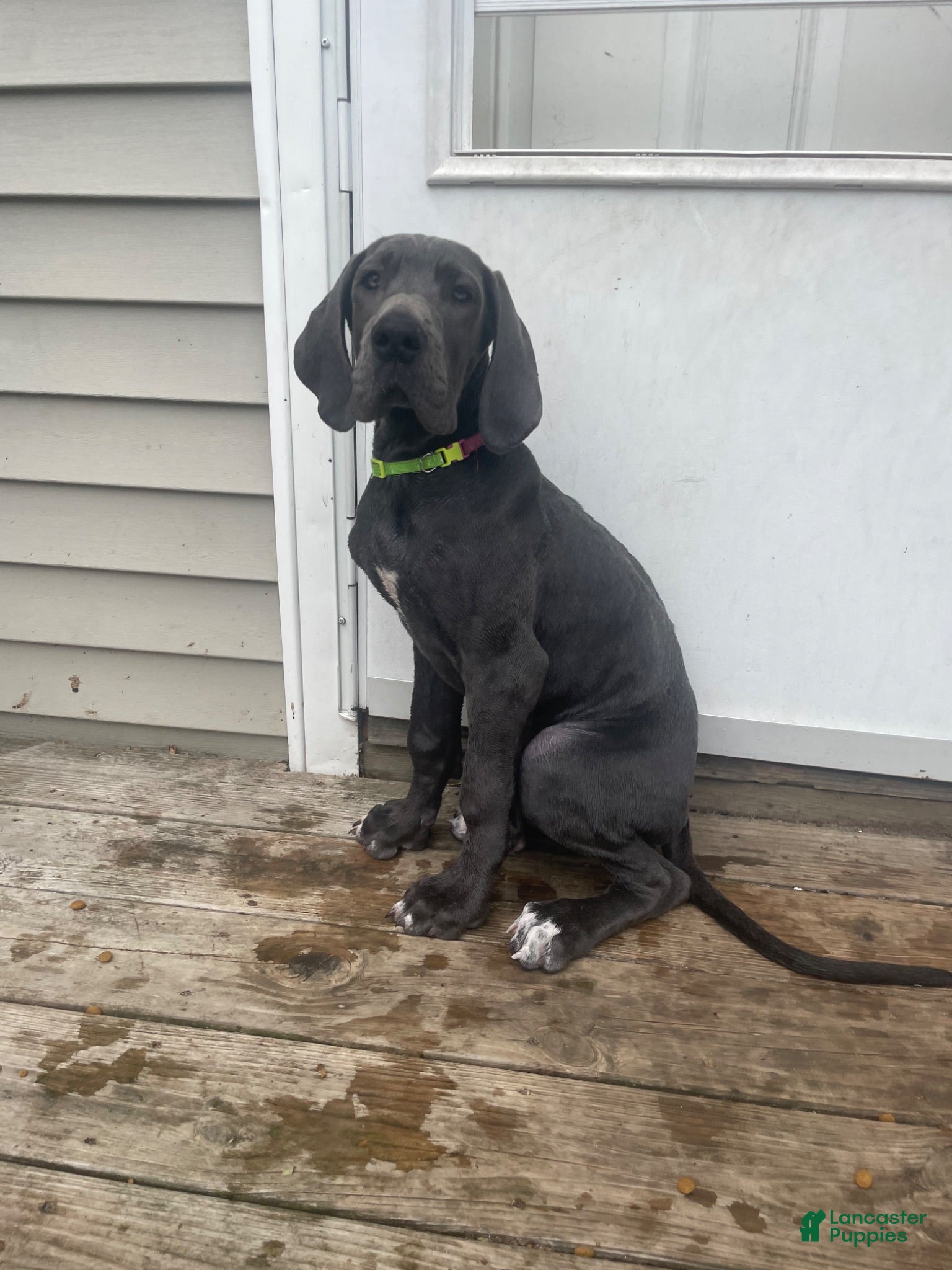 Great Dane dogs Coraline - Ad 35