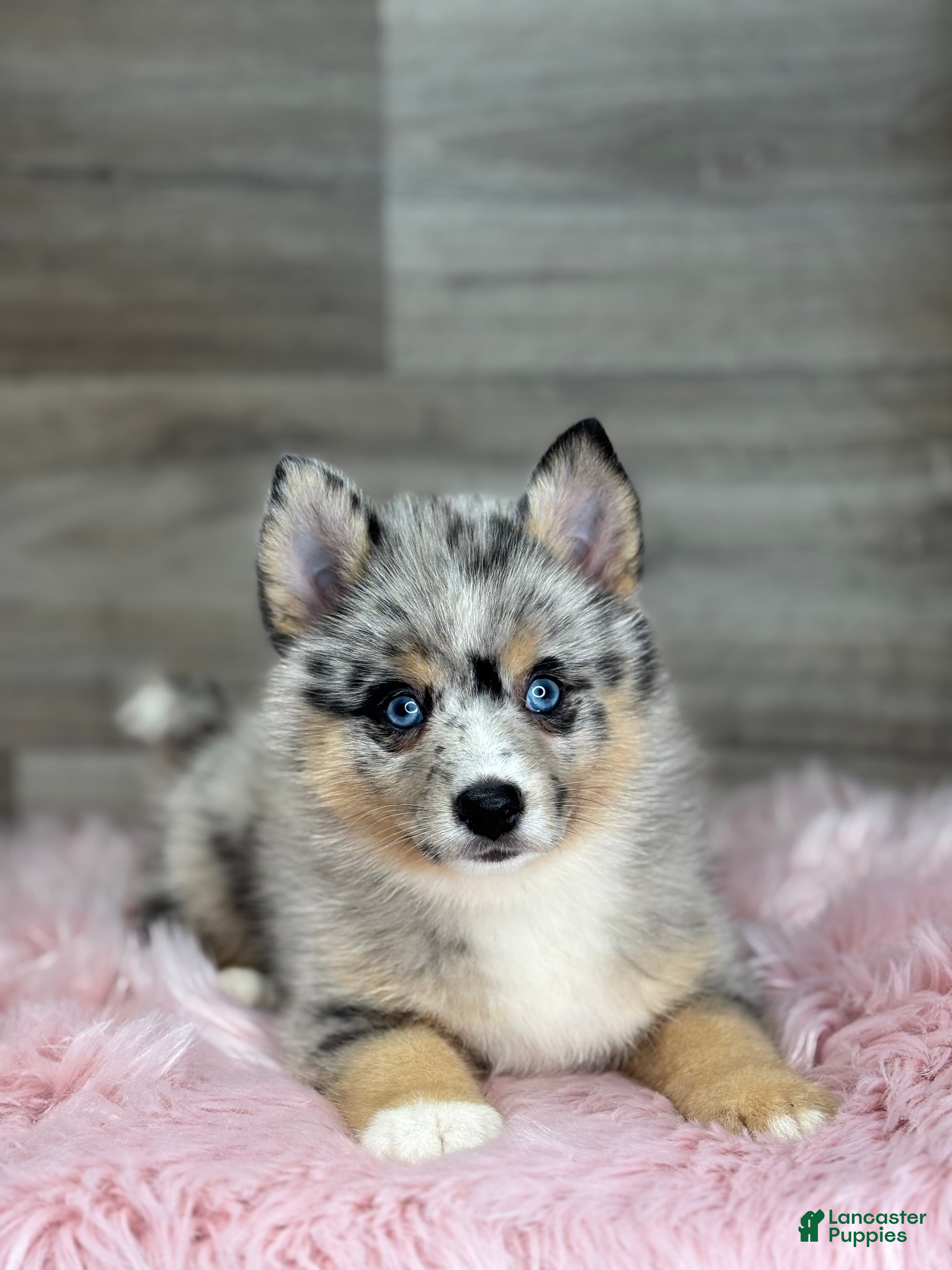 Pomsky dogs Everett - Ad 1