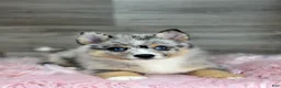 Pomsky dogs for sale: Everett - Ad 1
