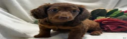 Miniature Dachshund dogs for sale: Pumpkin  - Ad 5