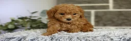 Toy Poodle dogs for sale: Reese  - Ad 10
