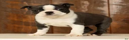 Boston Terrier dogs for sale: Rina - Ad 4
