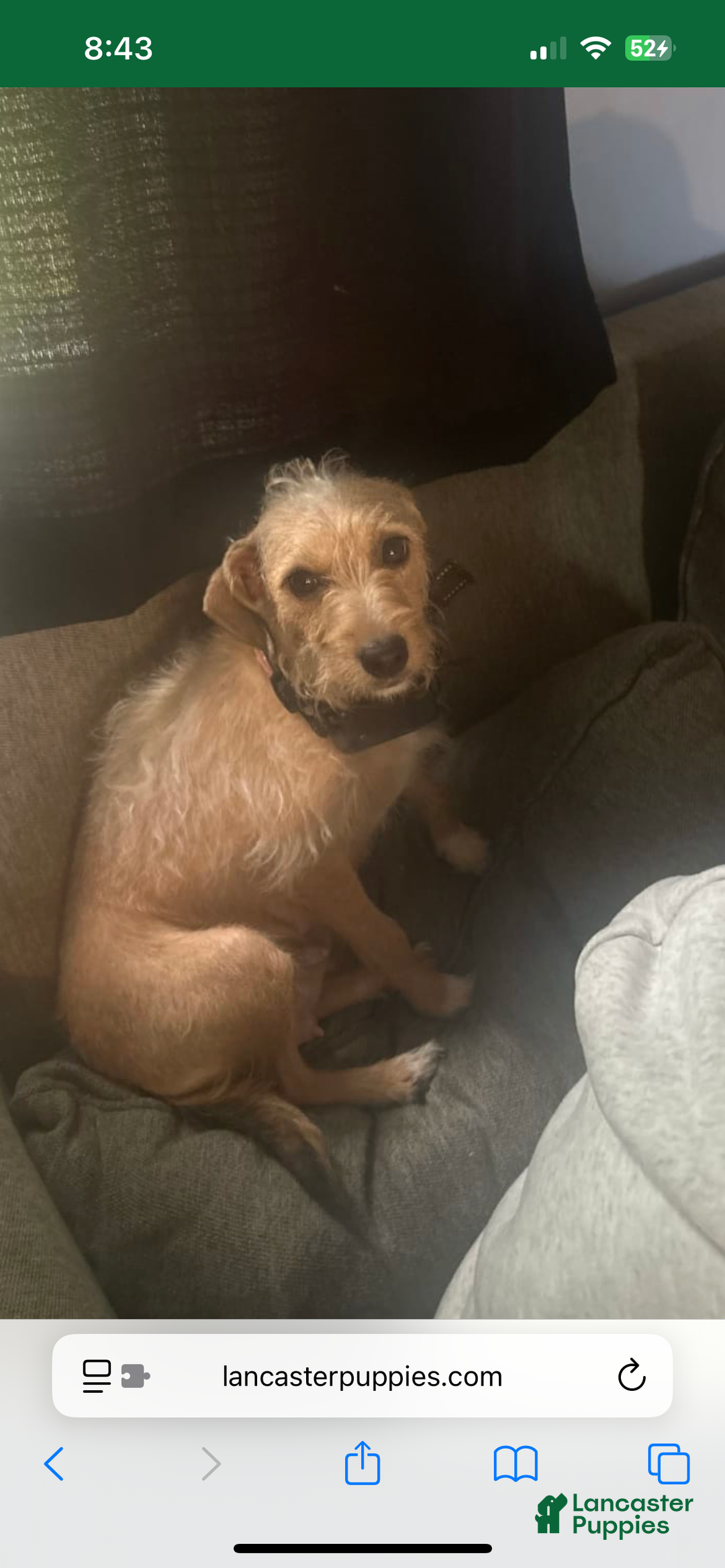 Mixed Breed dogs for sale: Mixed Breed Puppy 2 - Ad 2