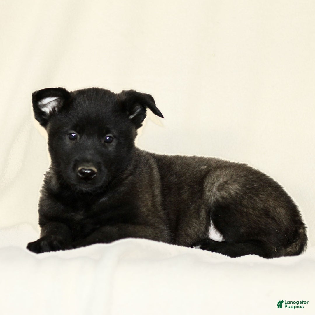 Belgian Malinois dogs for sale: Corbin  - Ad 3