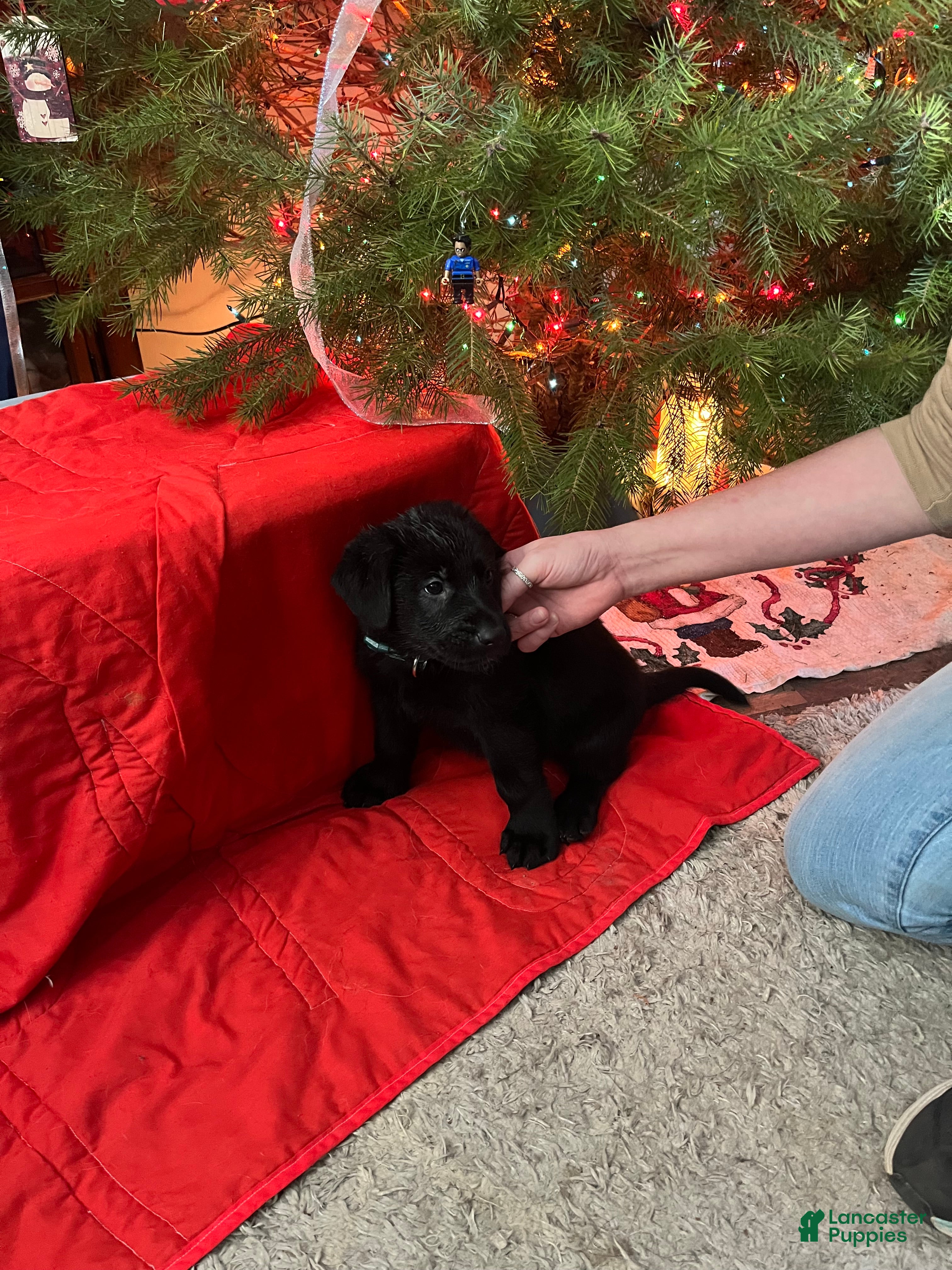 Mixed Breed dogs Mixed Breed Puppy 9 - Ad 10