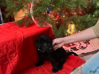 Mixed Breed dogs Mixed Breed Puppy 9 - Ad 10