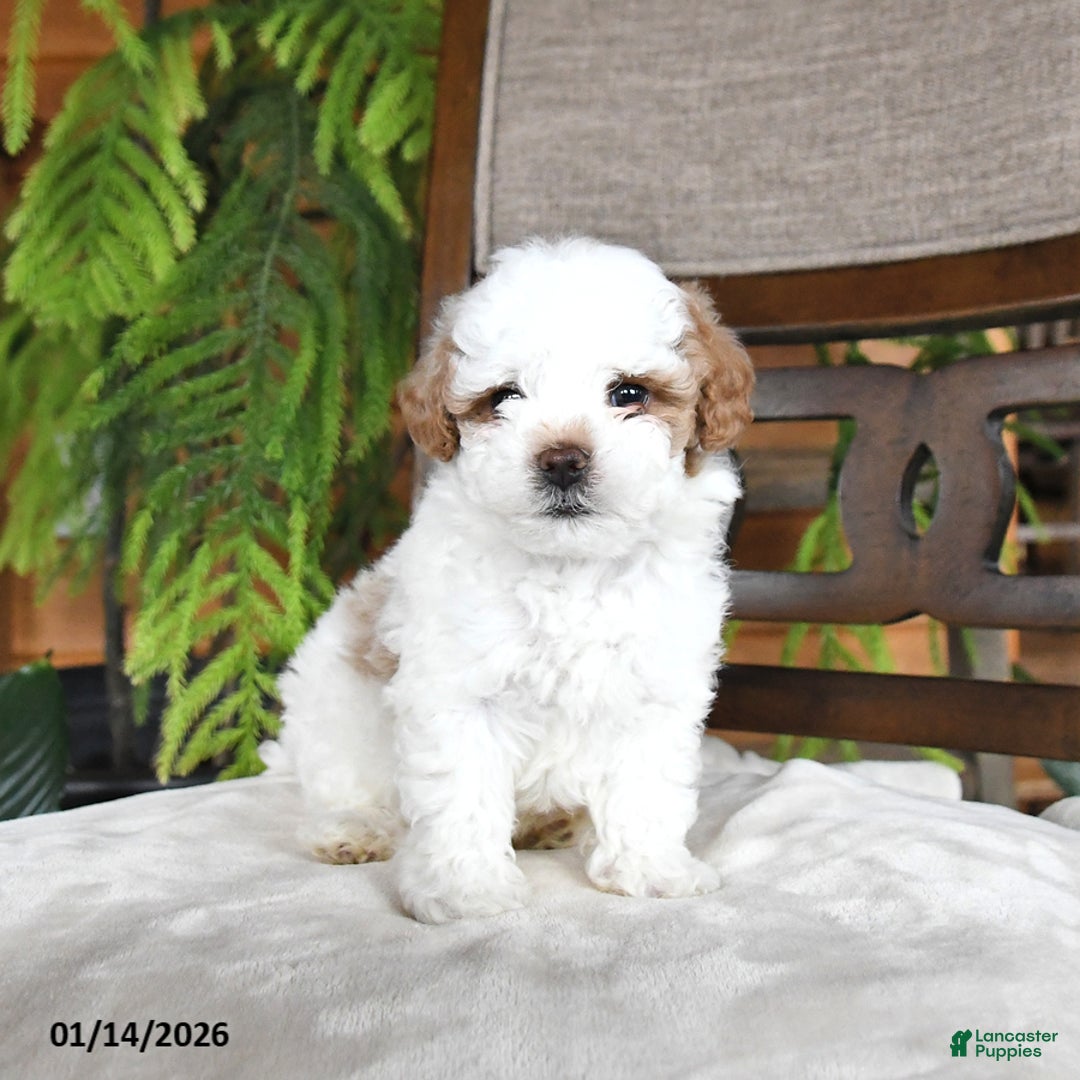 Maltipoo dogs for sale: Jewel - Ad 3