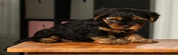 Yorkshire Terrier dogs for sale: Bo - Ad 8