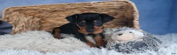 Miniature Pinscher dogs for sale: ANNIE - Ad 5
