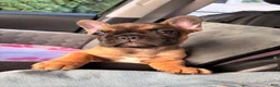 French Bulldog dogs for sale: Bam Bam - Ad 6