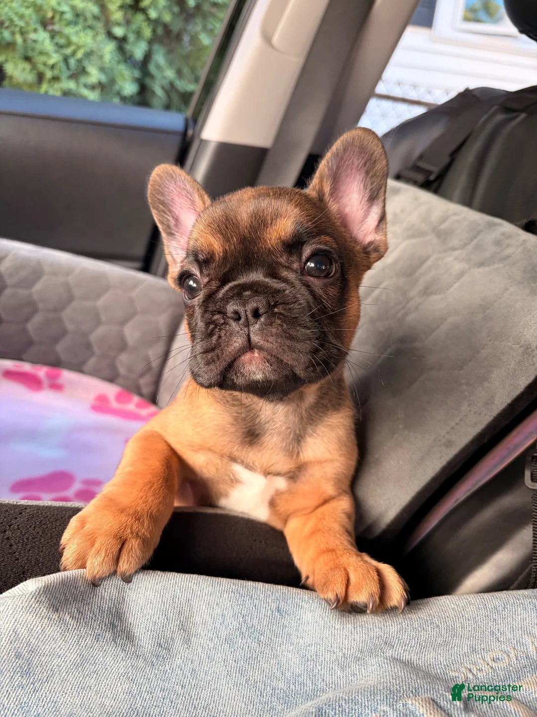 French Bulldog dogs for sale: Bam Bam - Ad 6