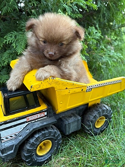 Pomeranian dogs Zeus - Ad 2