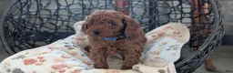 Toy Poodle dogs for sale: Wesley - Ad 9