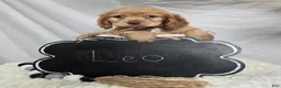 Cocker Spaniel dogs for sale: Leo - Ad 4