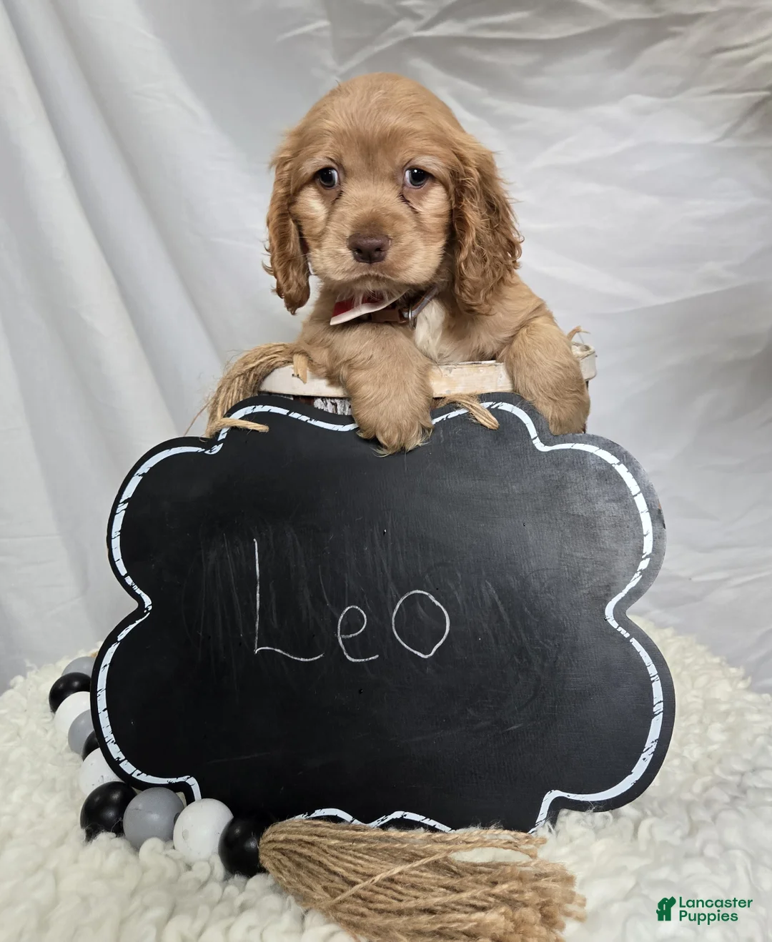 Cocker Spaniel dogs for sale: Leo - Ad 4