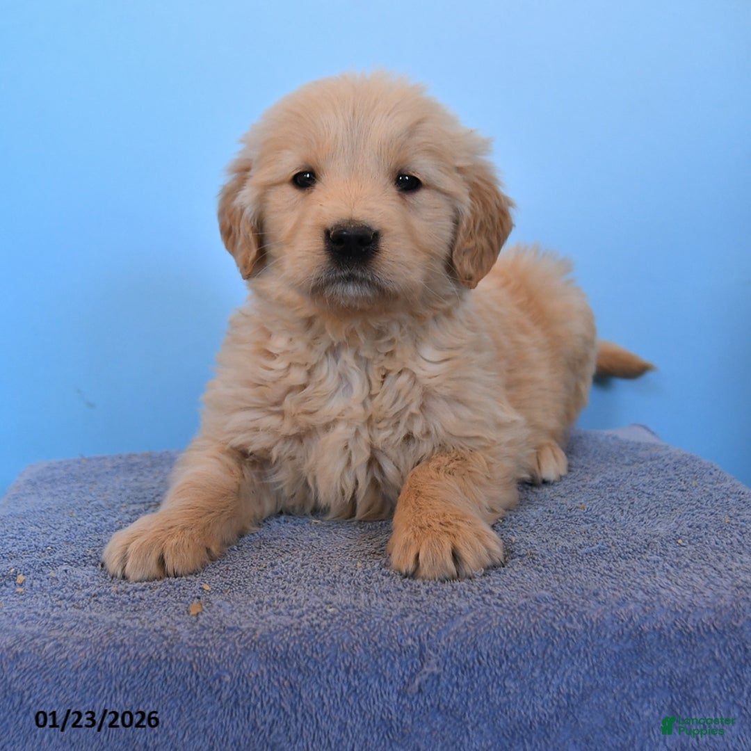 Golden Retriever dogs for sale: Otis - Ad 3