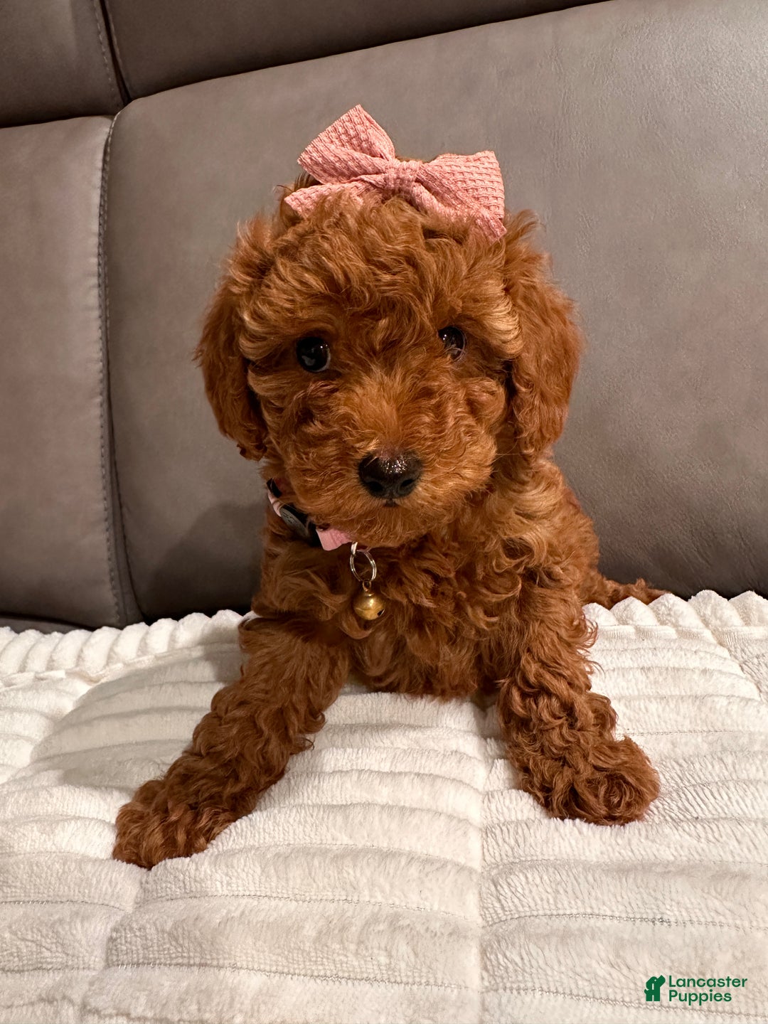 Toy Poodle dogs for sale: Ginger- AKC GENETIC TESTED - Ad 1