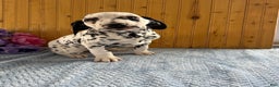 Dalmatian dogs for sale: Talia - Ad 9