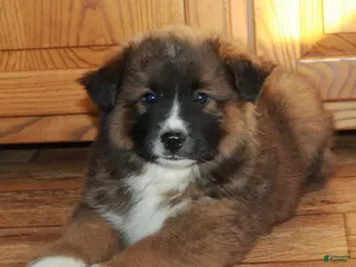 Mixed Breed dogs for sale: Buster - Ad 1