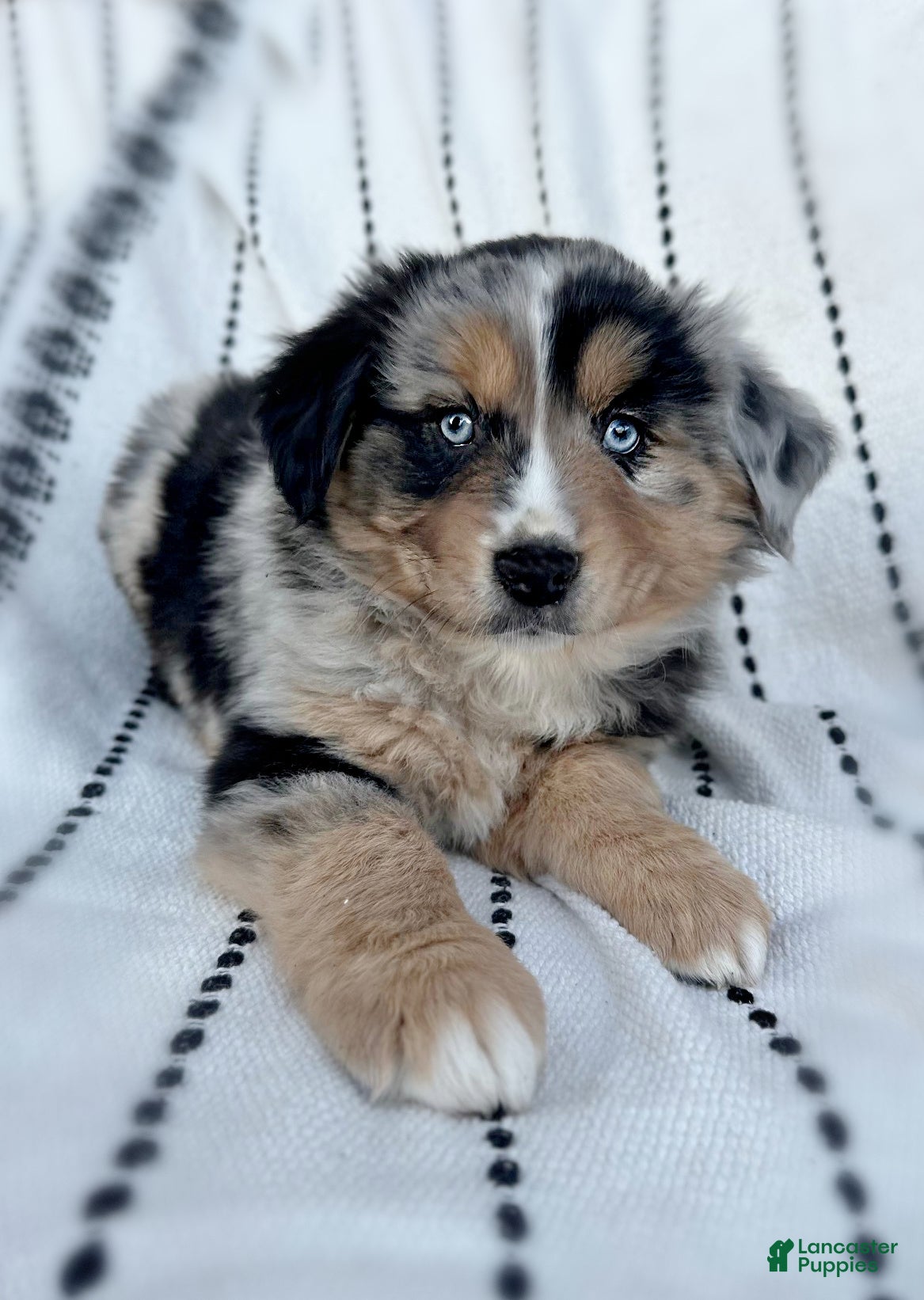 Miniature Australian Shepherd dogs Brooks - Ad 37