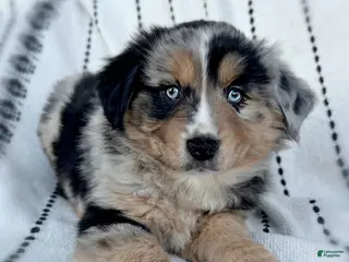 Miniature Australian Shepherd dogs Brooks - Ad 4