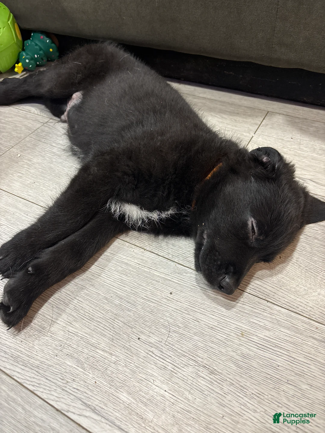 Mixed Breed dogs for sale: Mixed Breed Puppy 1 - Ad 2