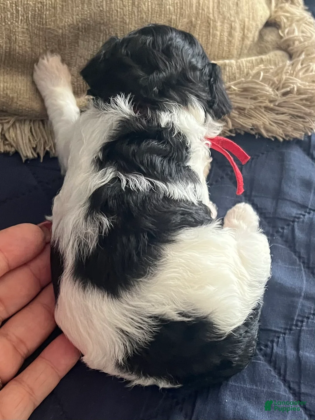 Miniature Poodle dogs for sale: Rose 🌹  - Ad 2