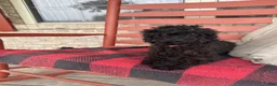 Cavapoo dogs for sale: Ethan - Ad 4