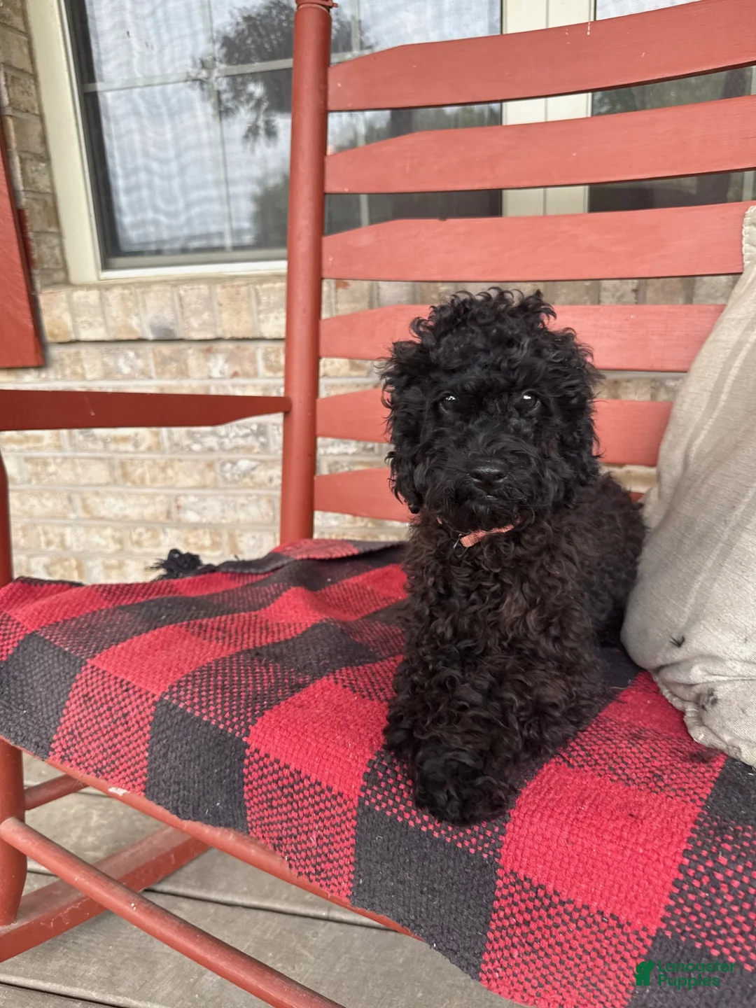 Cavapoo dogs for sale: Ethan - Ad 4