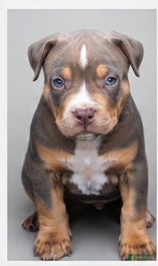 American Bully dogs Athena  - Ad 1