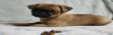 Brussels Griffon 4